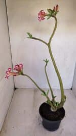 Planta Simples 3119 – 30cm – 03 anos - Imagem 5