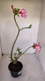 Planta Simples 3119 – 30cm – 03 anos - Imagem 6