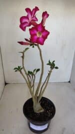 Planta Simples 3120 – 30cm – 03 anos - Imagem 2