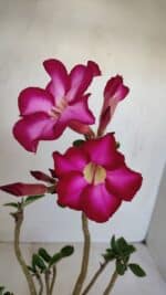 Planta Simples 3120 – 30cm – 03 anos