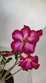 Planta Simples 3120 – 30cm – 03 anos - Imagem 4