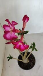 Planta Simples 3120 – 30cm – 03 anos - Imagem 5