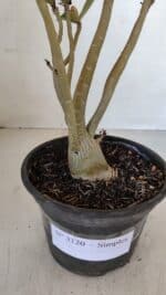 Planta Simples 3120 – 30cm – 03 anos - Imagem 8