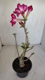 Planta Simples 3120 – 30cm – 03 anos - Imagem 7