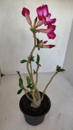 Planta Simples 3120 – 30cm – 03 anos - Imagem 6