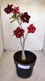 Planta Simples 3121 – 35cm – 03 anos - Imagem 2