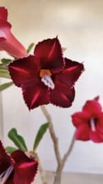 Planta Simples 3121 – 35cm – 03 anos - Imagem 3