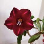 Planta Simples 3121 – 35cm – 03 anos