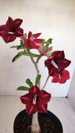 Planta Simples 3121 – 35cm – 03 anos - Imagem 5