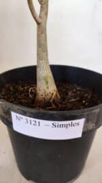 Planta Simples 3121 – 35cm – 03 anos - Imagem 8