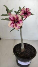 Planta Simples 3122 – 30cm – 02 anos - Imagem 2