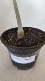 Planta Simples 3122 – 30cm – 02 anos - Imagem 7