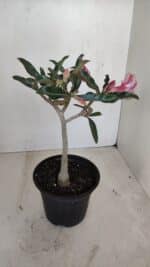 Planta Simples 3122 – 30cm – 02 anos - Imagem 6