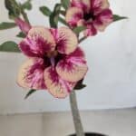 Planta Simples 3122 – 30cm – 02 anos