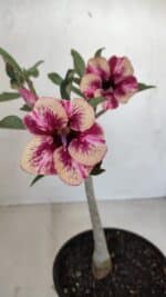 Planta Simples 3122 – 30cm – 02 anos