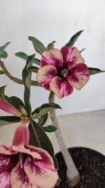 Planta Simples 3122 – 30cm – 02 anos - Imagem 3