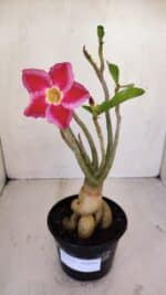 Planta Simples 3123 – 35cm – 03 anos - Imagem 2