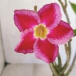 Planta Simples 3123 – 35cm – 03 anos