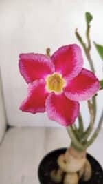 Planta Simples 3123 – 35cm – 03 anos