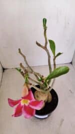 Planta Simples 3123 – 35cm – 03 anos - Imagem 5