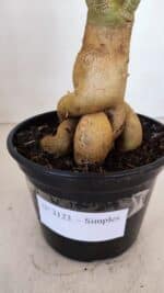 Planta Simples 3123 – 35cm – 03 anos - Imagem 4