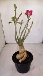 Planta Simples 3123 – 35cm – 03 anos - Imagem 7