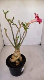 Planta Simples 3123 – 35cm – 03 anos - Imagem 6