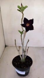 Planta Simples 3124 – 35cm – 03 anos - Imagem 2