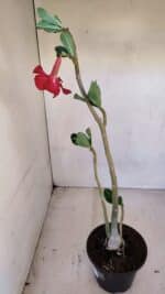 Planta Simples 3104 – 35cm – 03 anos - Imagem 2