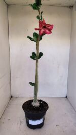 Planta Simples 3104 – 35cm – 03 anos - Imagem 4