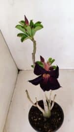 Planta Simples 3124 – 35cm – 03 anos - Imagem 4