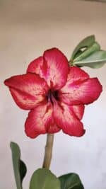 Planta Simples 3104 – 35cm – 03 anos - Imagem 3