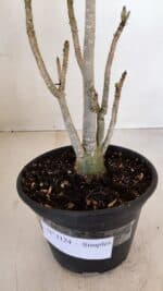 Planta Simples 3124 – 35cm – 03 anos - Imagem 6