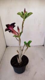 Planta Simples 3124 – 35cm – 03 anos - Imagem 5