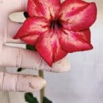 Planta Simples 3104 – 35cm – 03 anos