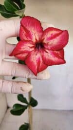 Planta Simples 3104 – 35cm – 03 anos