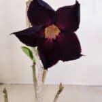 Planta Simples 3124 – 35cm – 03 anos