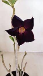 Planta Simples 3124 – 35cm – 03 anos