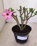 Planta Simples 3125 – 25cm – 02 anos - Imagem 2