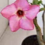 Planta Simples 3125 – 25cm – 02 anos