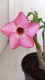 Planta Simples 3125 – 25cm – 02 anos