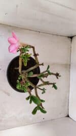 Planta Simples 3125 – 25cm – 02 anos - Imagem 7