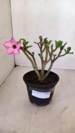 Planta Simples 3125 – 25cm – 02 anos - Imagem 8