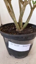 Planta Simples 3125 – 25cm – 02 anos - Imagem 5