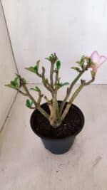 Planta Simples 3125 – 25cm – 02 anos - Imagem 4