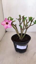 Planta Simples 3125 – 25cm – 02 anos - Imagem 6