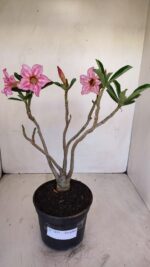 Planta Simples 3127 – 30cm – 03 anos - Imagem 2