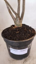 Planta Simples 3127 – 30cm – 03 anos - Imagem 7