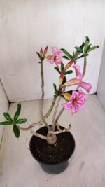 Planta Simples 3127 – 30cm – 03 anos - Imagem 8