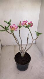 Planta Simples 3127 – 30cm – 03 anos - Imagem 6